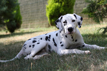 jeune dalmatien à l'ombre