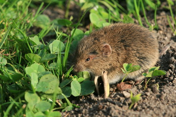 The living mouse in the grass