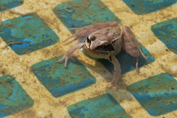 The frog in a dirty pool