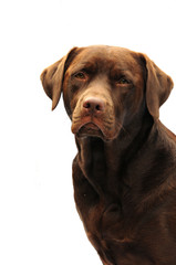 chocolate labrador on white