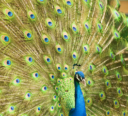 Obraz premium Peacock