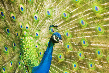 Obraz na płótnie Canvas Peacock
