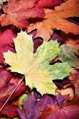 Fototapeta na wymiar Leaves of autumn