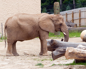 Naklejka premium Elephant in a Zoo, in horizontal orientation