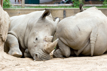 Two Rhinoceros in a Zoo, lying end to end