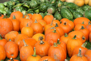 Bunch of pumpkins and gourds for halloween