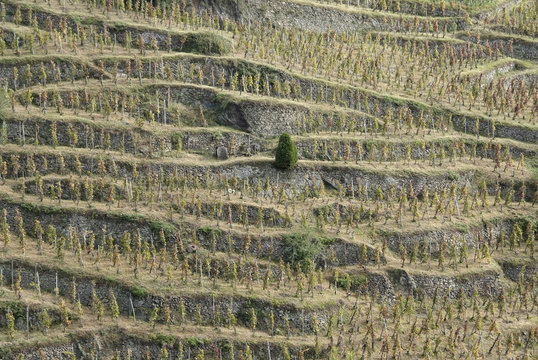 The Northern Rh&ocirc;ne is most famed as the home of Syrah.