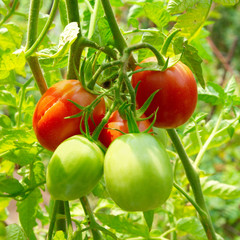 Red and green tomatoes on the bush.