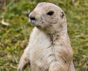 Fototapeta premium Portrait of a prairie dog