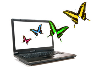 Butterflies and laptop
