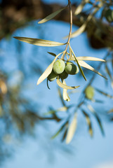 olive fruits ripening on a twig