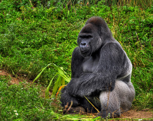An HDR image of a male silver back gorilla