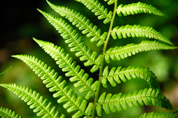 green fern leaf