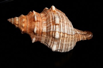 Sea unusual cockleshell on a black background