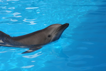 Dolphin in water, smiling