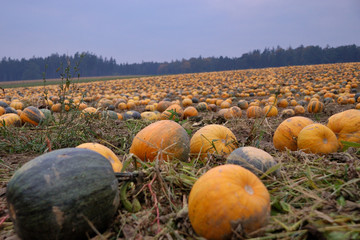 K&uuml;rbisfeld Querformat