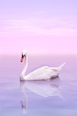 A Swan on a rose water