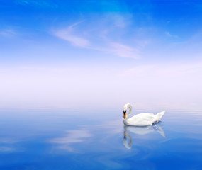 A swan on a blue water background