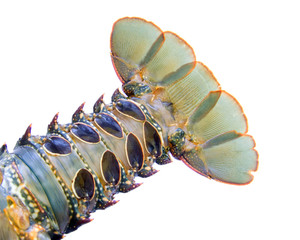 Queue de langouste © Frog 974