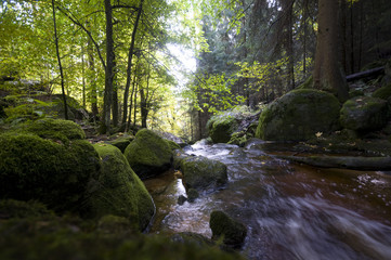 romantischer Wald mit Bach im Frühherbst