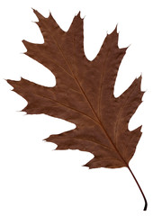 Fototapeta premium Autumn brown sheet of an oak.