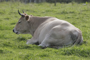 a cow sleeping in a field