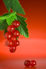 currant on red
