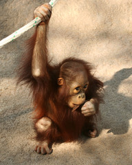 A Baby Bornean Orangutan