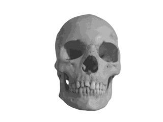 Crâne - vectoriel