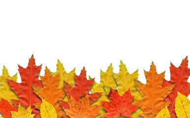 Beautiful autumn leafs on white background