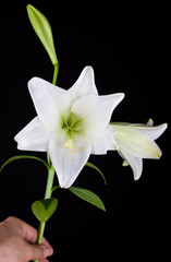 Lilly  flower closeup