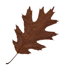 Autumn brown sheet (leaf) of an oak.