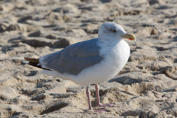 Möve am Strand