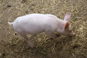 Young piglet