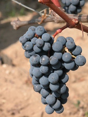 raisin de saint Emilion © kris-la-Reunion