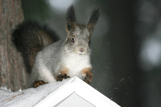 Nice young squirrel sitting on eaves against wood