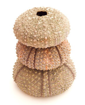 stack of seashells on white background