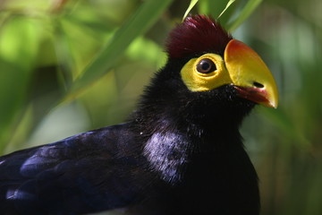Touraco de Ross
