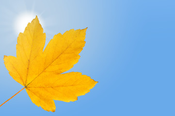 Fototapeta na wymiar Falling autumn leaf on bright blue sky with shining sun