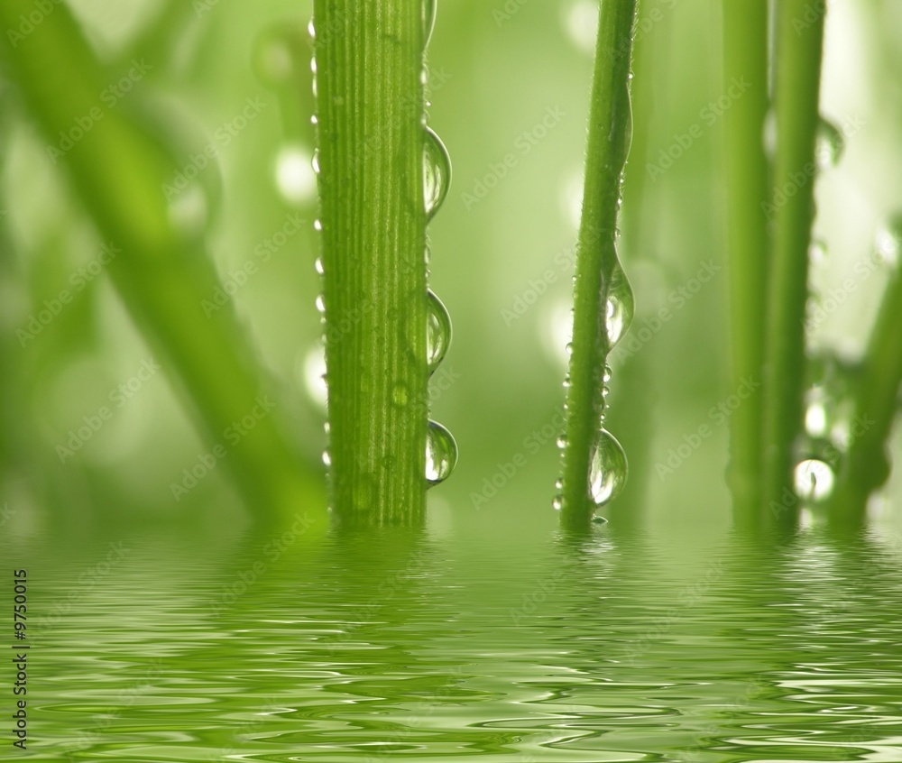 Wall mural Fresh Green grass as a background