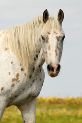 cheval appalosa dans une prairie