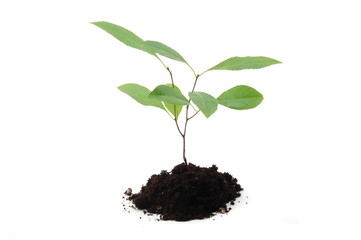 A young plant isolated on a white background