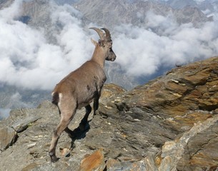 Bouquetin