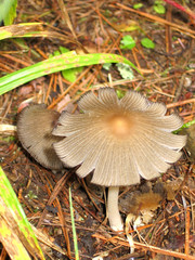 Mushroom delicate texture