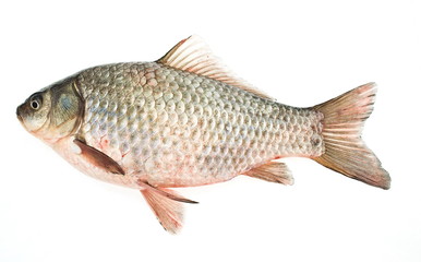 european carp isolated on white