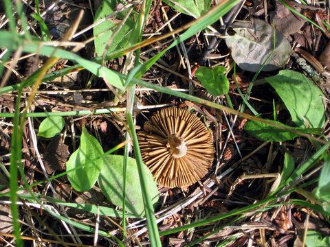 Mushroom underside texture