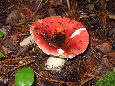 Large pink-capped mushroom