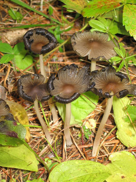 Family of mushrooms standing tall