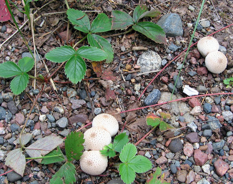 Button mushrooms amid pebbles and leaves