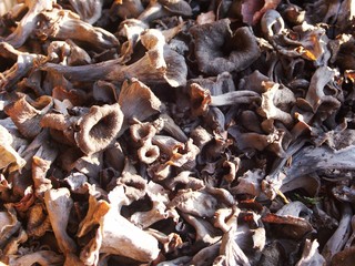 champignons trompettes de la mort